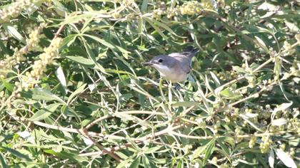 Eastern Orphean Warbler