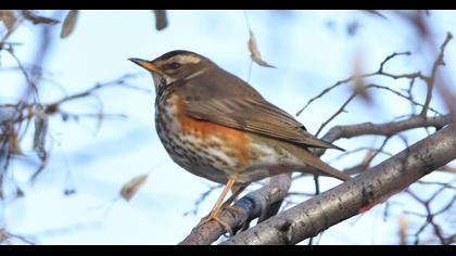 Redwing