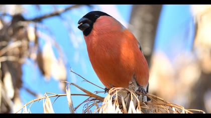 Eurasian Bullfinch
