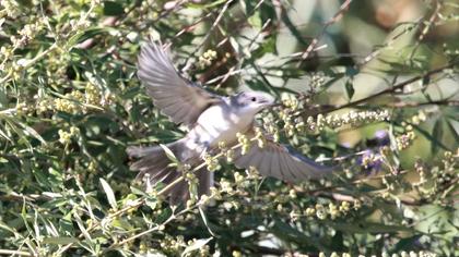 Olive-tree Warbler