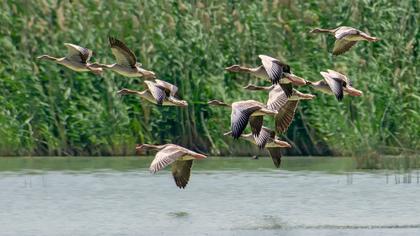 Greylag Goose