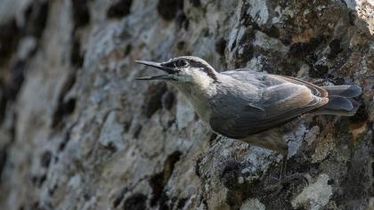 Western Rock Nuthatch