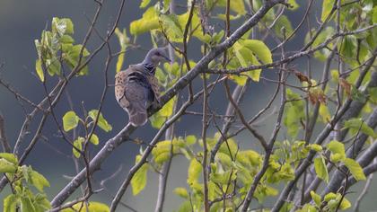 European Turtle Dove