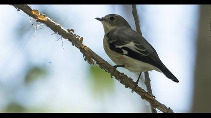 Semicollared Flycatcher