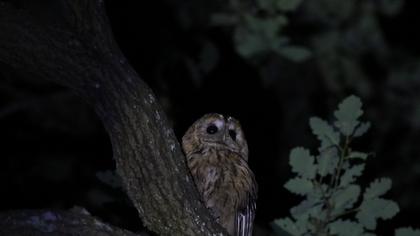 Tawny Owl