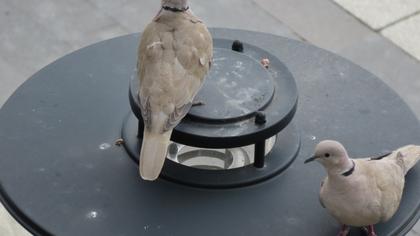 Eurasian Collared Dove