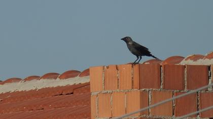 Western Jackdaw