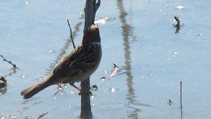 Eurasian Tree Sparrow