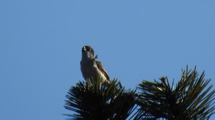 Eastern Orphean Warbler