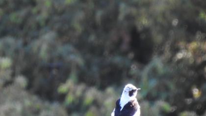 Black-eared Wheatear
