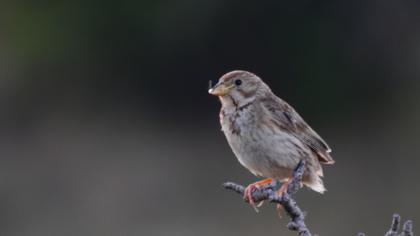 Corn Bunting