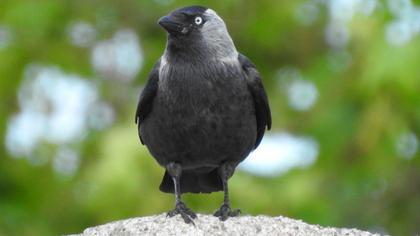Western Jackdaw