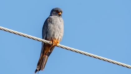 Red-footed Falcon