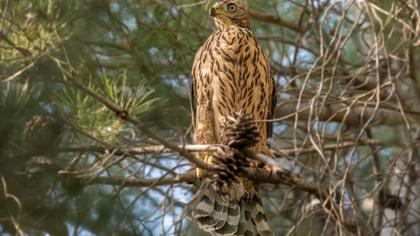 Northern Goshawk