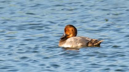 Common Pochard