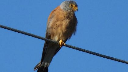 Lesser Kestrel