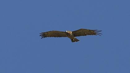 Short-toed Snake Eagle