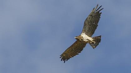 Short-toed Snake Eagle
