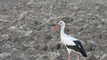 White Stork