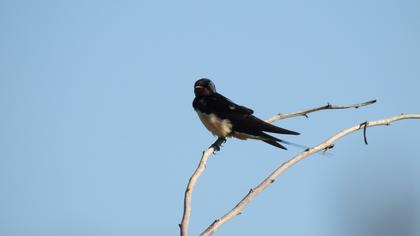 Barn Swallow