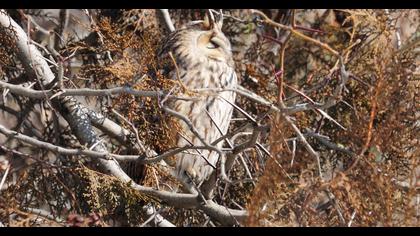 Long-eared Owl