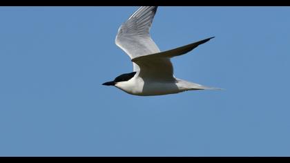 Gull-billed Tern