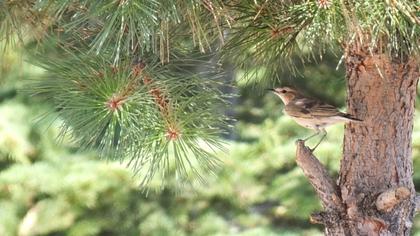 Northern Wheatear