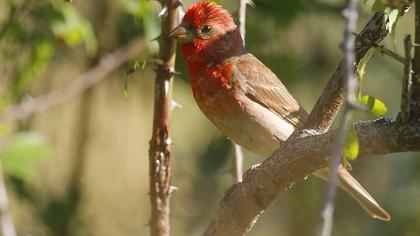 Common Rosefinch