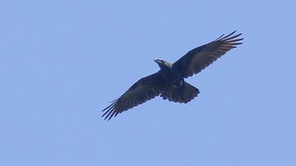 Northern Raven