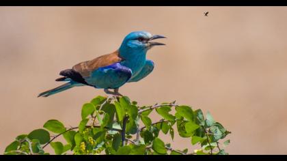 European Roller