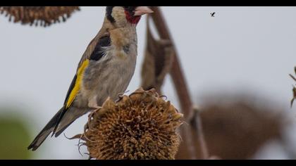 European Goldfinch