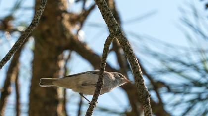 Eastern Bonelli`s Warbler