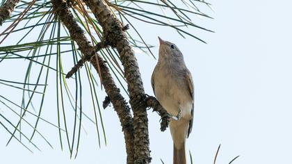 Eastern Bonelli`s Warbler