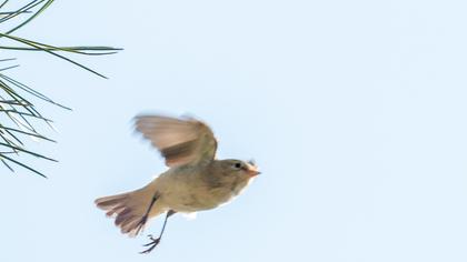 Eastern Bonelli`s Warbler