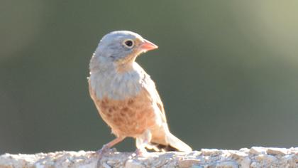 Cretzschmar`s Bunting