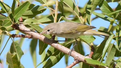 Eastern Bonelli`s Warbler