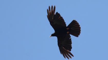 Alpine Chough