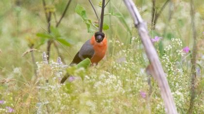 Eurasian Bullfinch