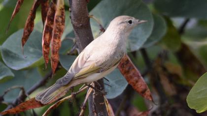 Eastern Bonelli`s Warbler