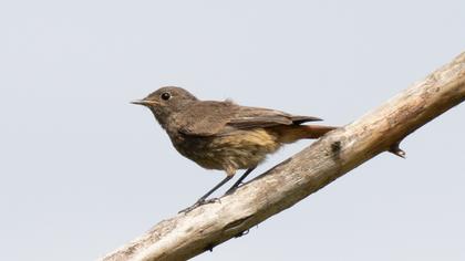 Black Redstart