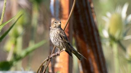 European Serin