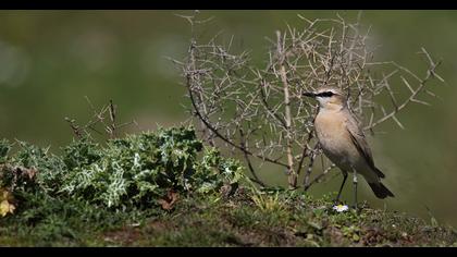Isabelline Wheatear