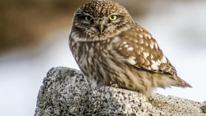 Little Owl