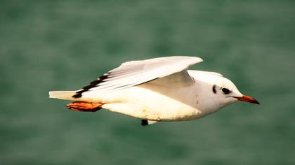Black-headed Gull