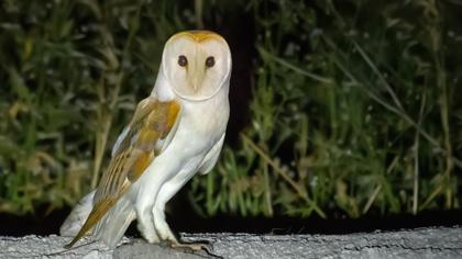 Western Barn Owl