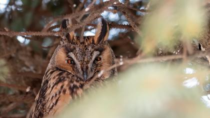 Long-eared Owl