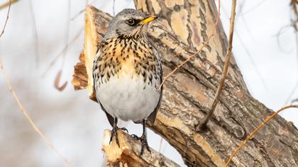 Fieldfare