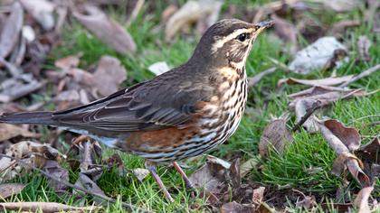 Redwing