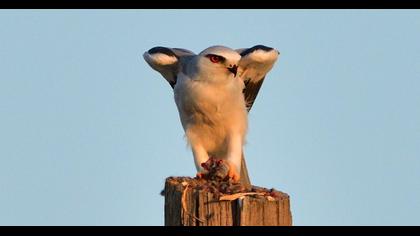 Black-winged Kite
