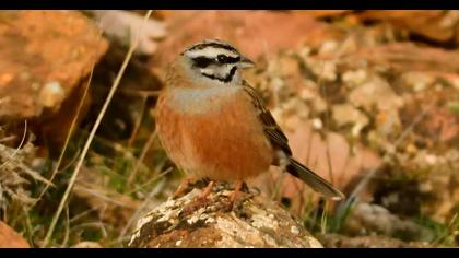 Rock Bunting